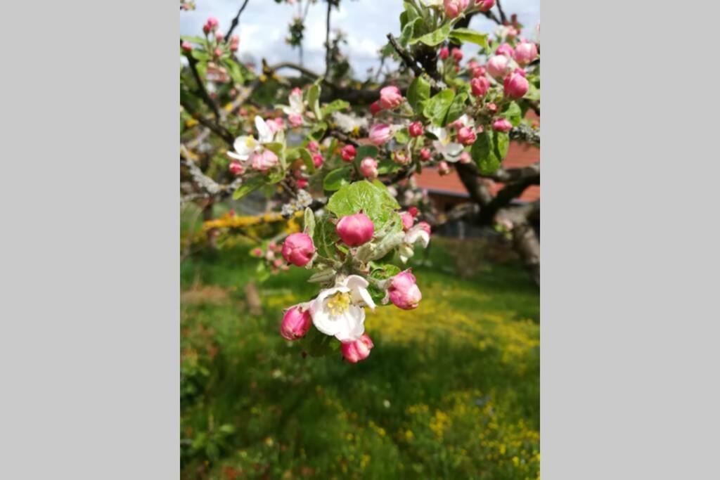 Ferienhaus Zum Kuckuck, Wng 2, Urlaub Im Eichsfeld Kallmerode エクステリア 写真